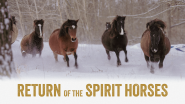 CBC Absolutely Canadian_ Return of the Spirit Horses